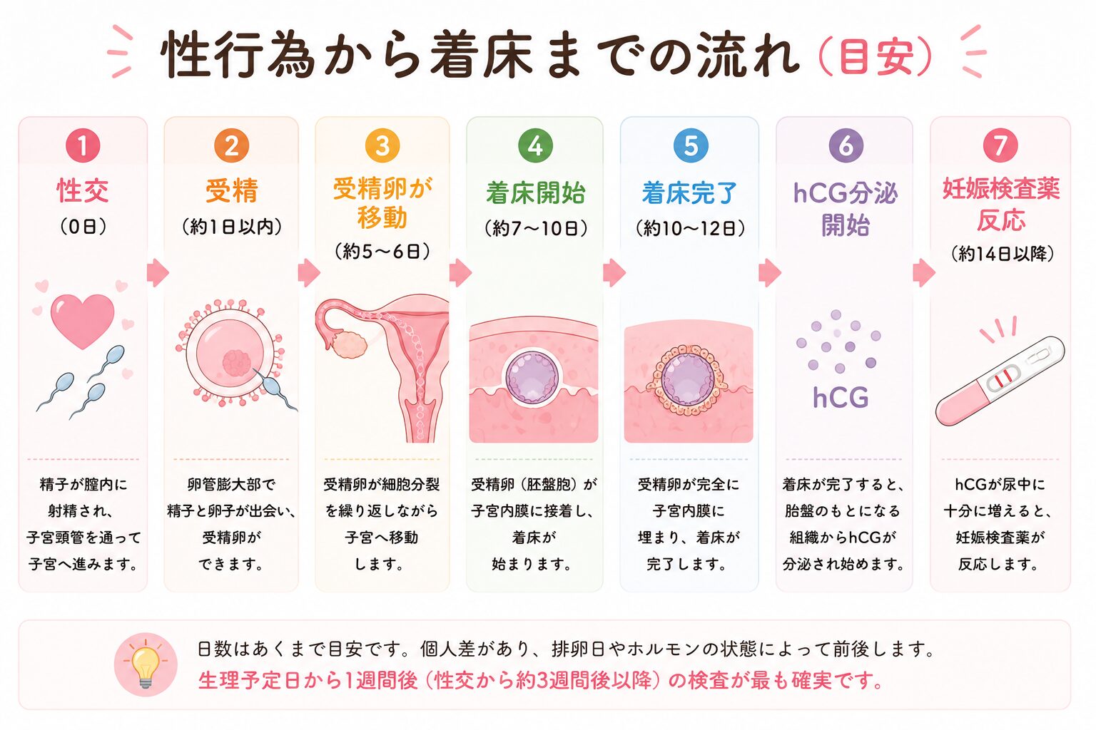 性行為から着床までの流れ（目安）